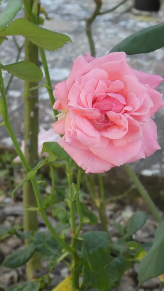 Condolence image of Brigitta