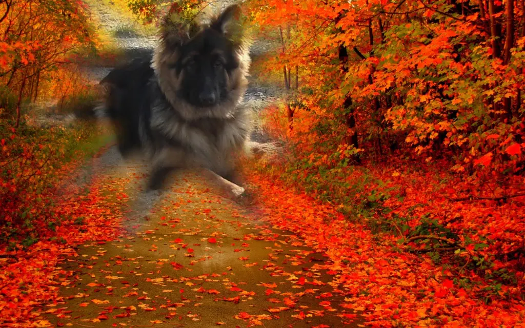 Condolence image of Dzień Dobry Misieńku❤️❤️❤️