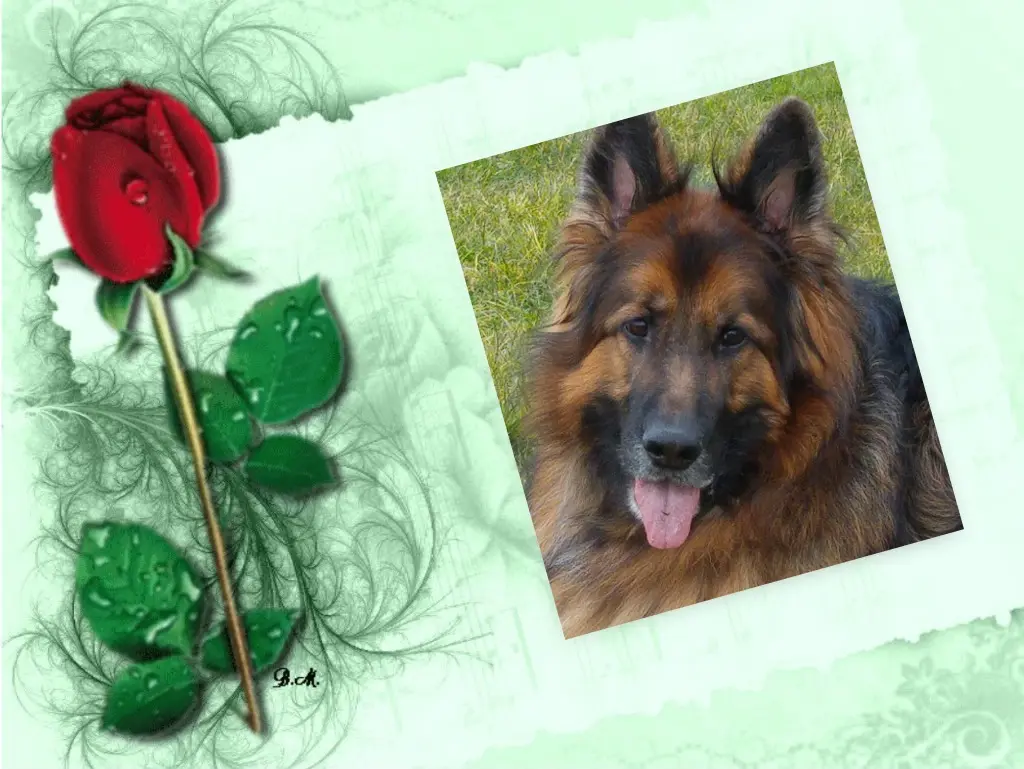 Condolence image of Dzień Dobry Misieńku❤️❤️❤️