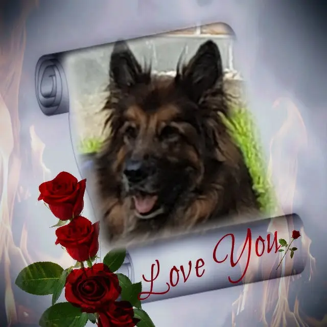 Condolence image of Dzień Dobry Misieńku❤️❤️❤️