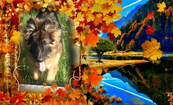 Condolence image of Dzień Dobry Misieńku❤️❤️❤️