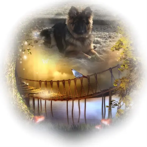 Condolence image of Dzień Dobry Misieńku❤️❤️❤️