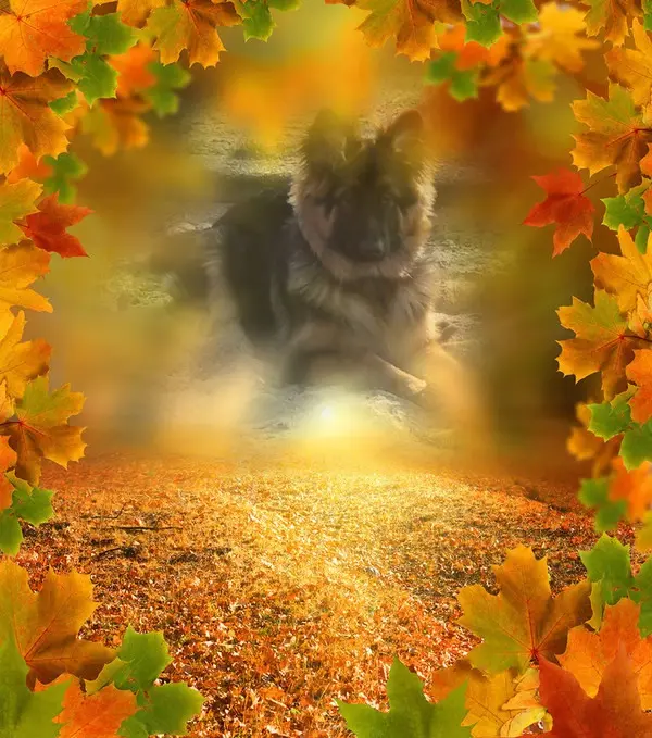Condolence image of Dzień Dobry Misieńku❤️❤️❤️