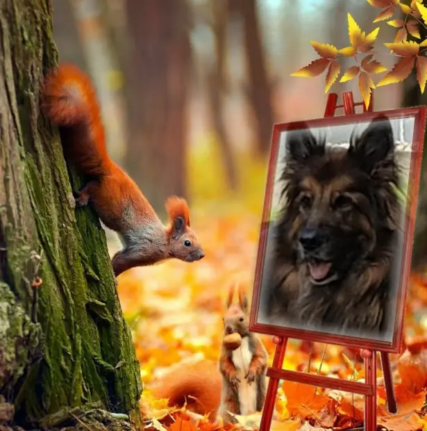 Condolence image of Dzień Dobry Misieńku❤️❤️❤️