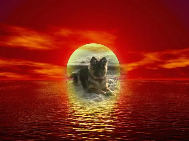 Condolence image of Dobrej Nocki Ukochany Misieńku❤️❤️❤️