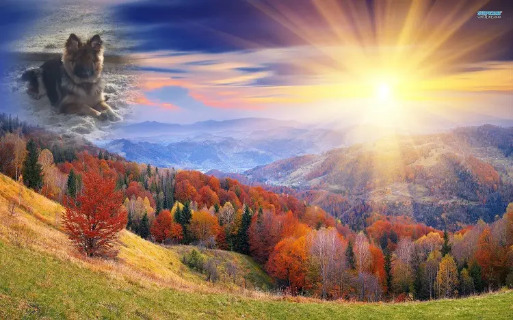 Condolence image of Dzień Dobry Misieńku❤️❤️❤️