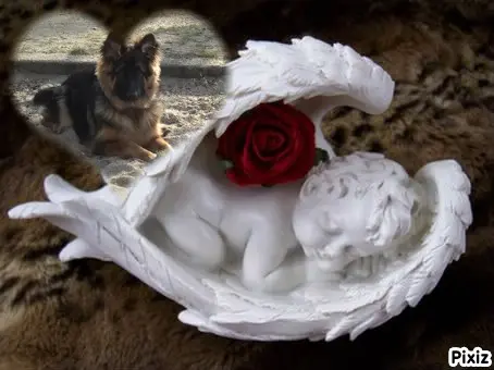 Condolence image of Dobrej Nocki Ukochany Misieńku❤️❤️❤️