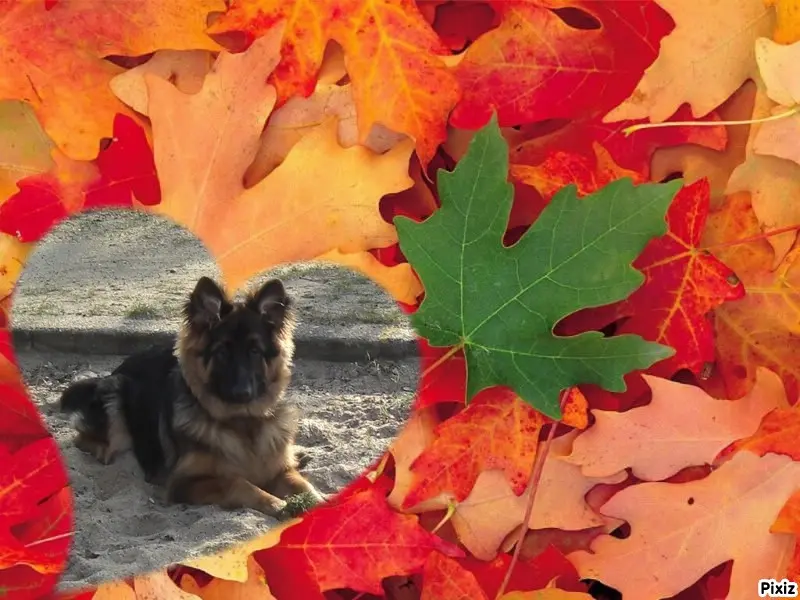 Condolence image of Dobrej Nocki Ukochany Misieńku❤️❤️❤️