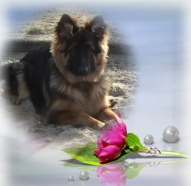Condolence image of Dzień Dobry Misieńku❤️❤️❤️