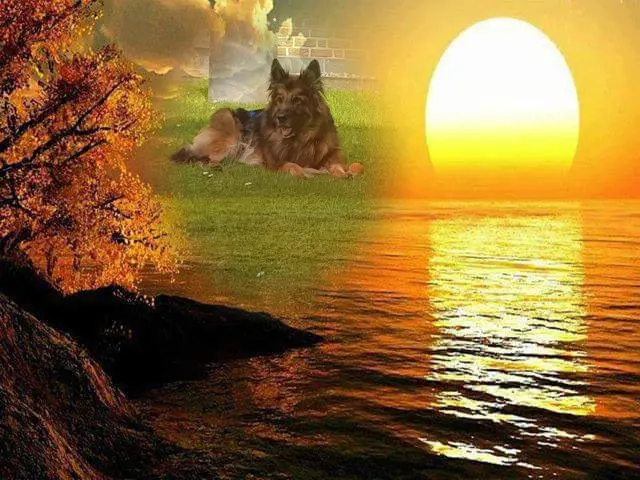 Condolence image of Dobry Wieczór Misieńku❤️❤️❤️