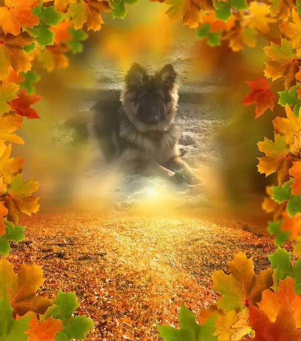 Condolence image of Dzień Dobry Misieńku❤️❤️❤️