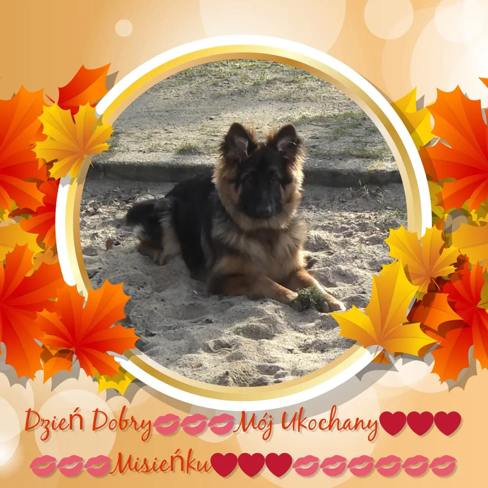 Condolence image of Dzień Dobry Misieńku❤️❤️❤️