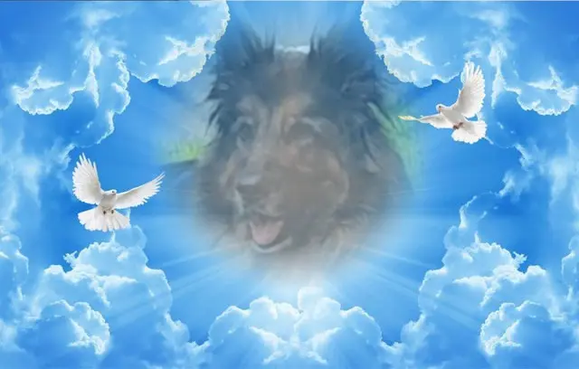 Condolence image of Dobrej Nocki Ukochany Misieńku❤️❤️❤️