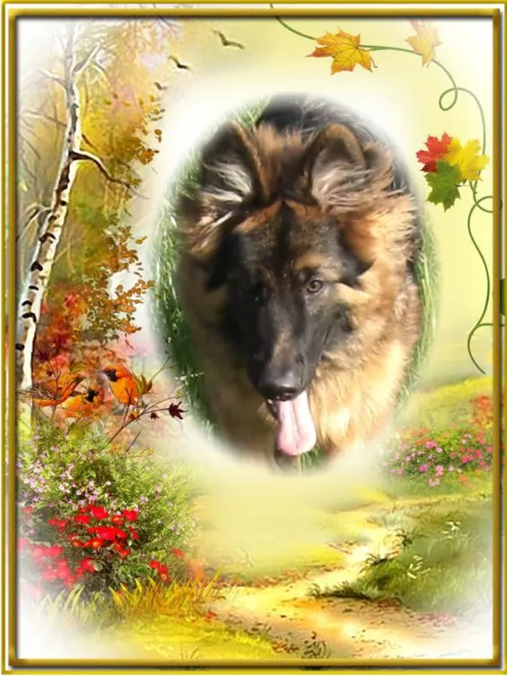Condolence image of Dzień Dobry Misieńku❤️❤️❤️