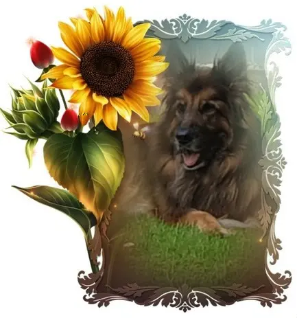 Condolence image of Dzień Dobry Misieńku❤️❤️❤️
