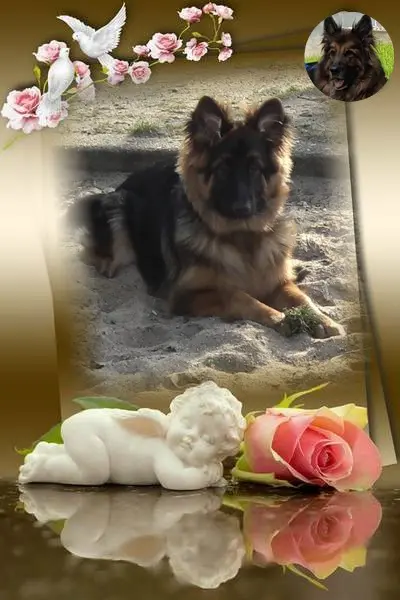 Condolence image of Dzień Dobry Misieńku❤️❤️❤️
