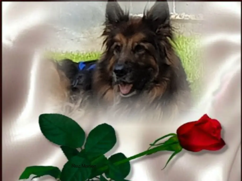 Condolence image of Dzień Dobry Misieńku❤️❤️❤️