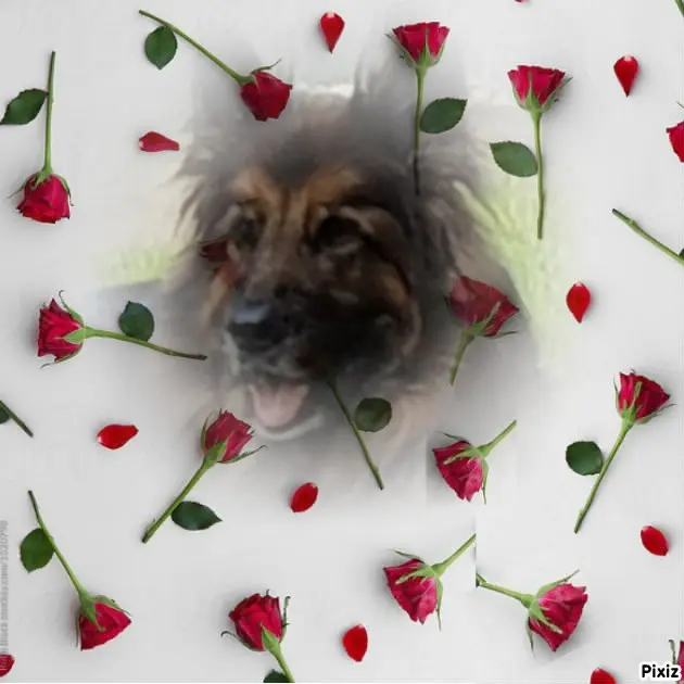 Condolence image of Dzień Dobry Misieńku❤️❤️❤️