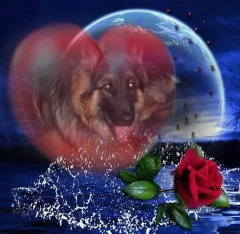 Condolence image of Dobrej Nocki Ukochany Misieńku❤️❤️❤️