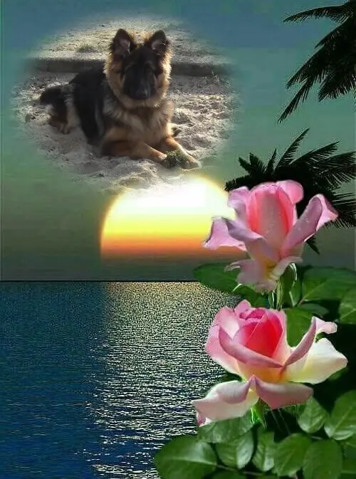 Condolence image of Dobrej Nocki Ukochany Misieńku❤️❤️❤️