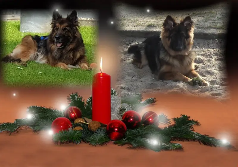 Condolence image of Dzień Dobry Misieńku❤️❤️❤️