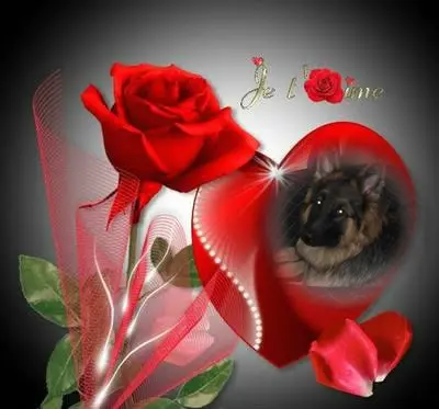 Condolence image of Dobrej Nocki Ukochany Misieńku❤️❤️❤️