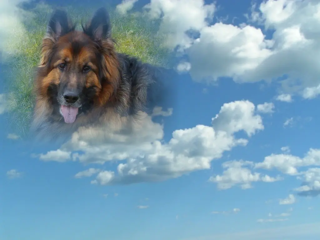 Condolence image of Dzień Dobry Misieńku❤️❤️❤️