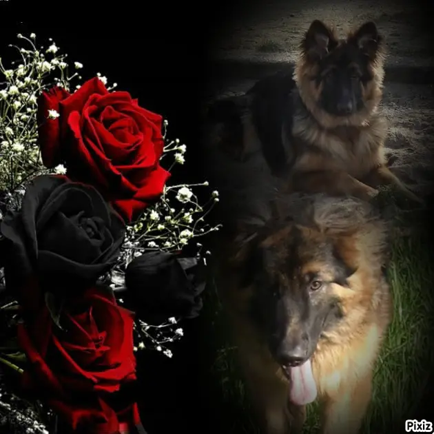 Condolence image of Dobrej Nocki Ukochany Misieńku❤️❤️❤️