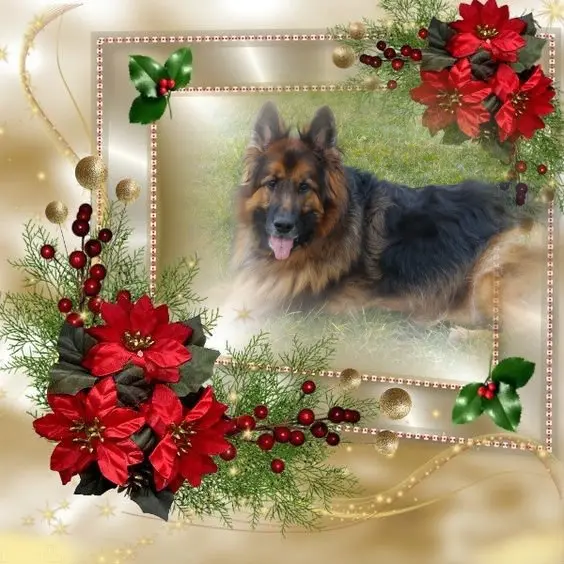 Condolence image of Dzień Dobry Misieńku❤️❤️❤️