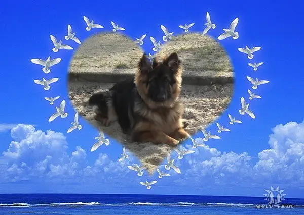 Condolence image of Mój Misiulek❤❤❤