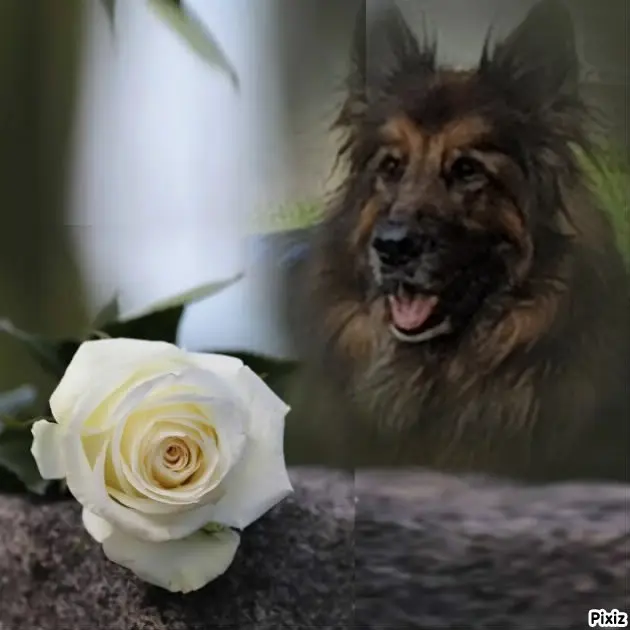 Condolence image of Mój Misiulek❤❤❤