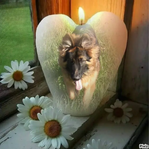 Condolence image of Sonntags Sternchen❤️❤️❤️Misiu❤️❤️❤️