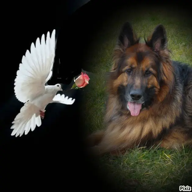 Condolence image of Dobrej Nocki Ukochany Misieńku❤️❤️❤️