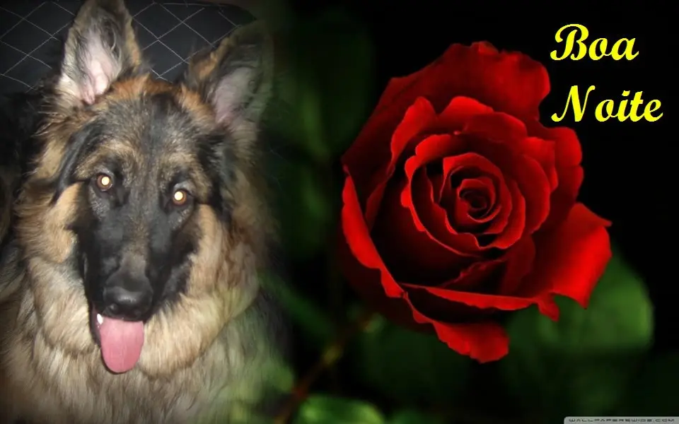 Condolence image of Dobrej Nocki Ukochany Misieńku❤️❤️❤️