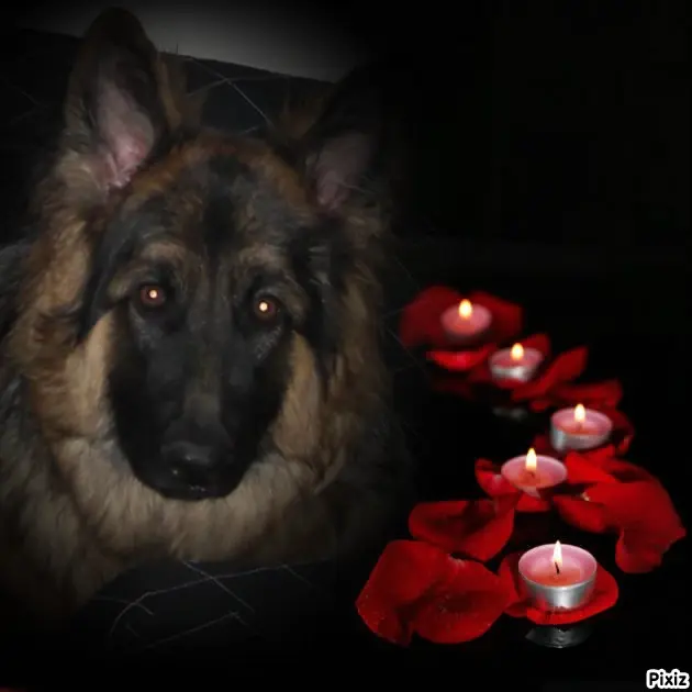 Condolence image of Dobrej Nocki Ukochany Misieńku❤️❤️❤️