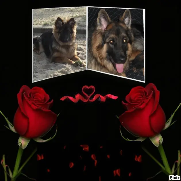 Condolence image of Dobrej Nocki Ukochany Misieńku❤️❤️❤️