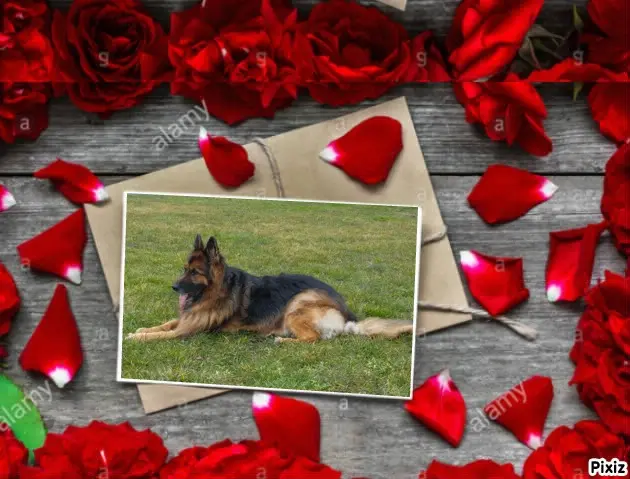 Condolence image of Mój Misiulek❤❤❤