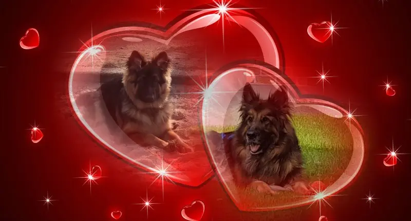Condolence image of Mój Misiulek❤❤❤