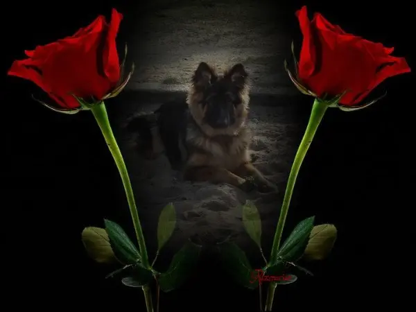Condolence image of Dobrej Nocki Ukochany Misieńku❤️❤️❤️