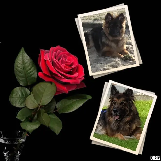 Condolence image of Dobrej Nocki Ukochany Misieńku❤️❤️❤️