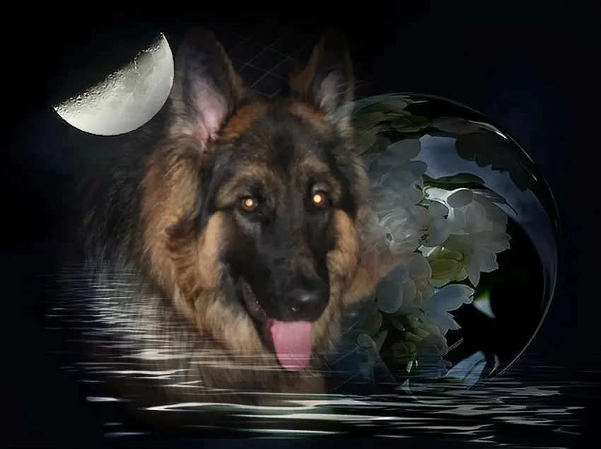 Condolence image of Dobrej Nocki Ukochany Misieńku❤️❤️❤️