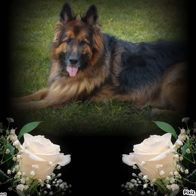 Condolence image of Dobrej Nocki Ukochany Misieńku❤️❤️❤️