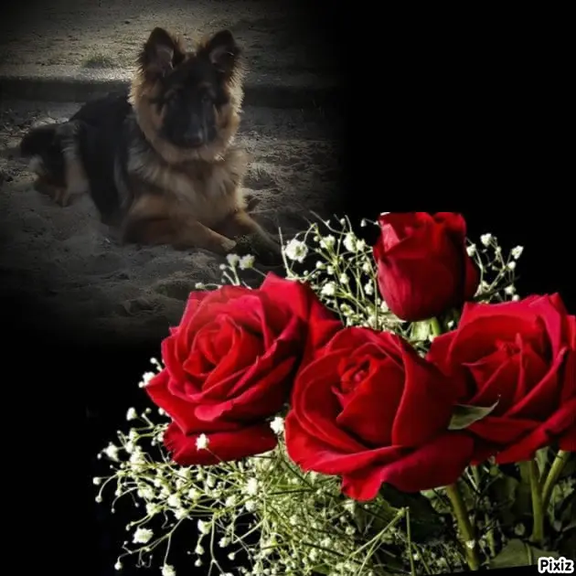 Condolence image of Dobrej Nocki Ukochany Misieńku❤️❤️❤️