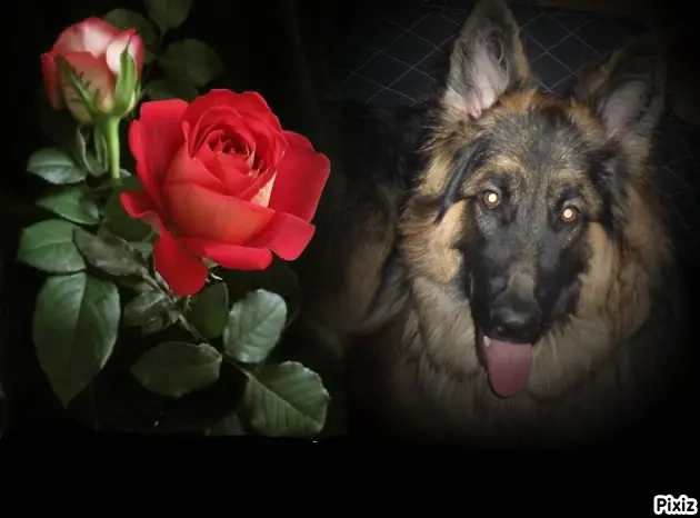 Condolence image of Dobrej Nocki Ukochany Misieńku❤️❤️❤️