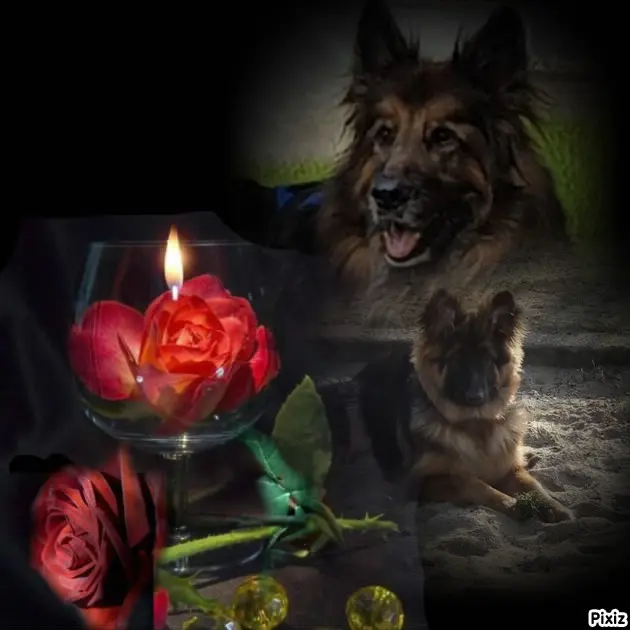 Condolence image of Dobrej Nocki Ukochany Misieńku❤️❤️❤️