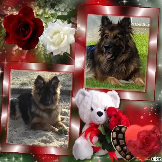 Condolence image of Mój Kochany❤️❤️❤️❤️❤️❤️❤️❤️❤️ Misiu❤❤❤
