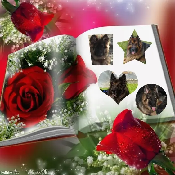 Condolence image of Dzień Dobry Misieńku❤️❤️❤️