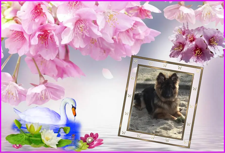 Condolence image of Dzień Dobry Misieńku❤️❤️❤️