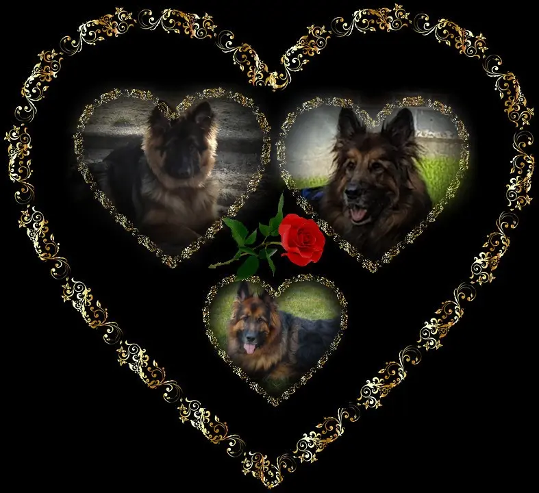 Condolence image of Dobrej Nocki Ukochany Misieńku❤️❤️❤️