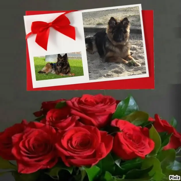 Condolence image of Dzień Dobry mój Ukochany❤️❤️❤️Misieńku❤️❤️❤️